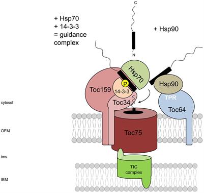 Import of Soluble Proteins into Chloroplasts and Potential Regulatory Mechanisms